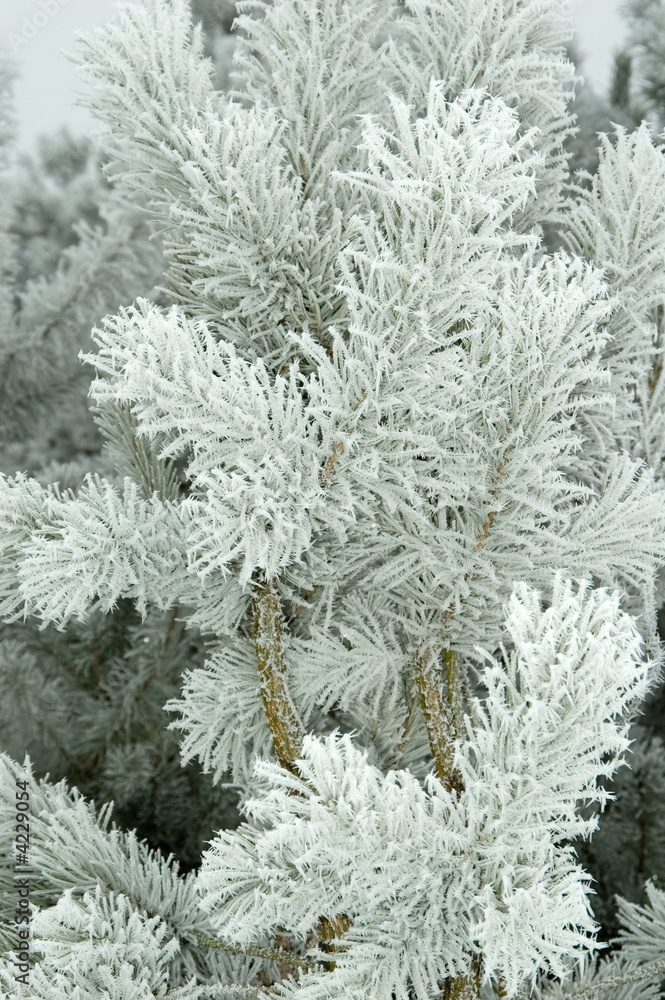 Pine branches wrapped by fresh frost