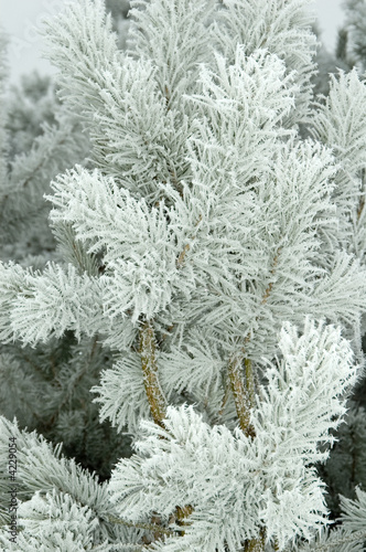 Pine branches wrapped by fresh frost