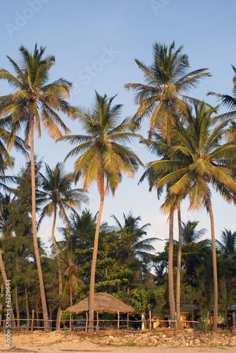 Palm trees on the beach © Valery Shanin