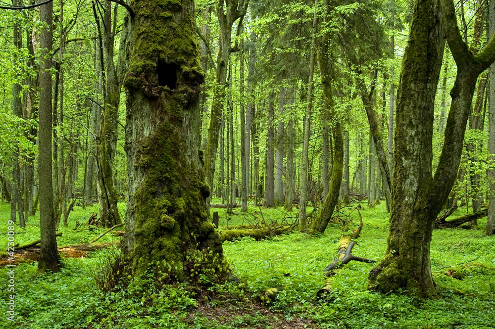 Photography Old natural forest