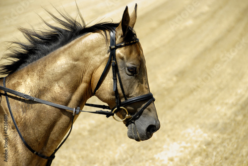 Golden horse of Turkmenistan