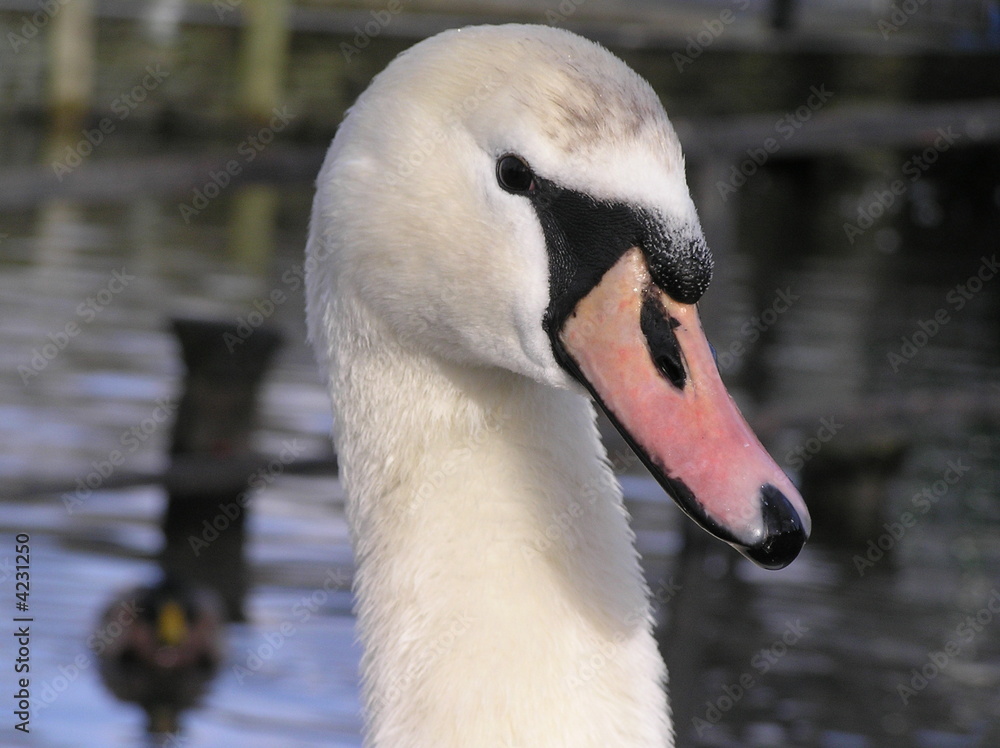 Swan Swan