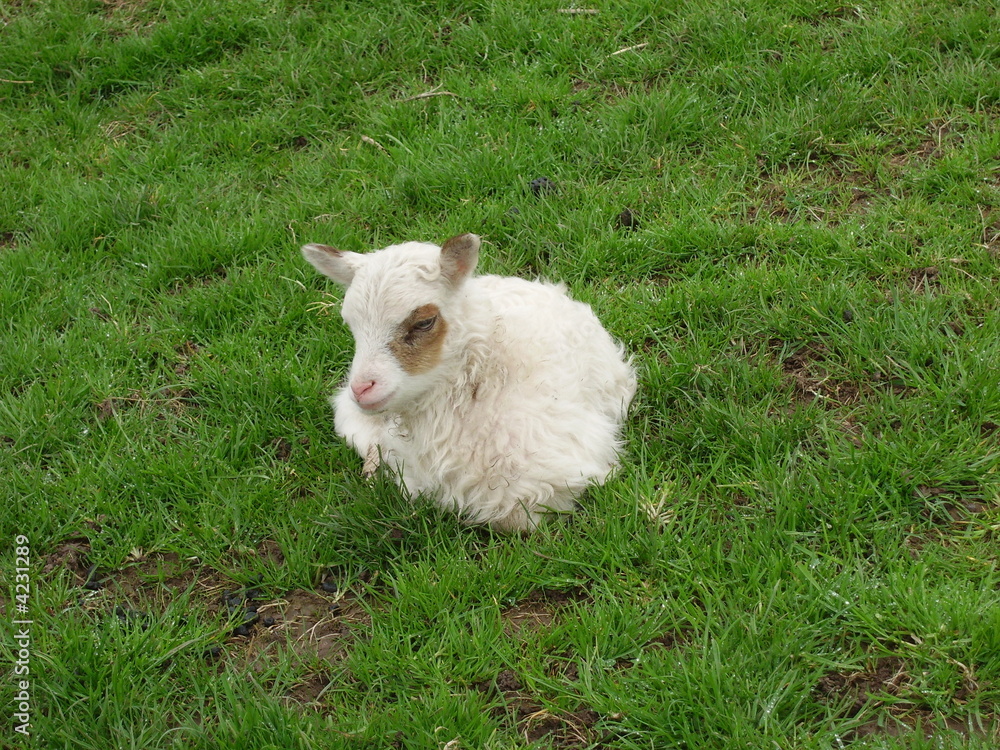 Obraz premium White Soay ewe lamb