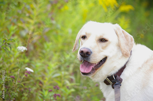 Labrador