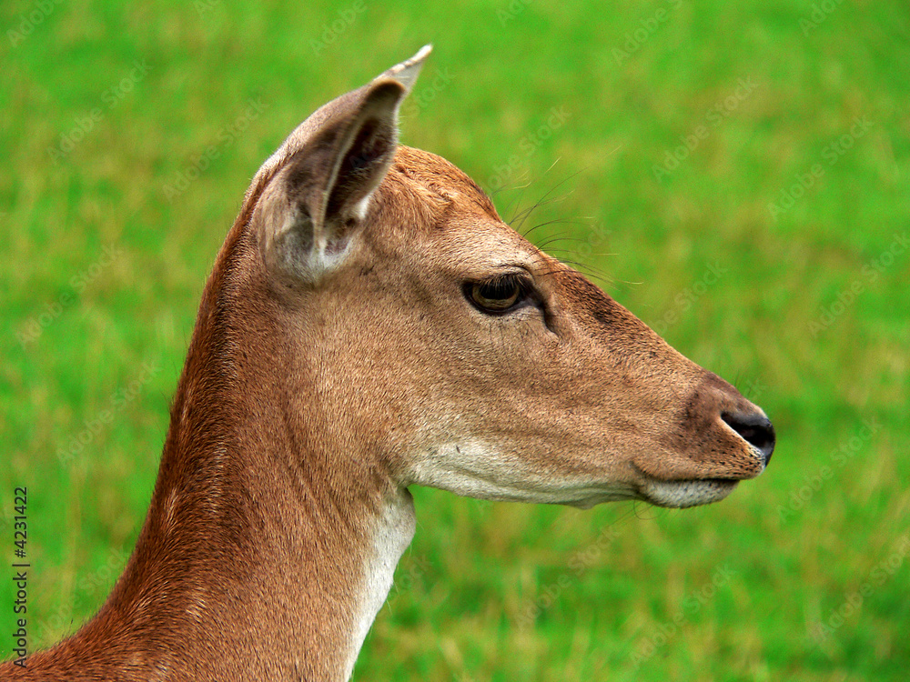 Obraz premium Im Profil