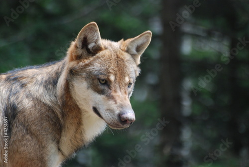 Fototapeta Naklejka Na Ścianę i Meble -  loup