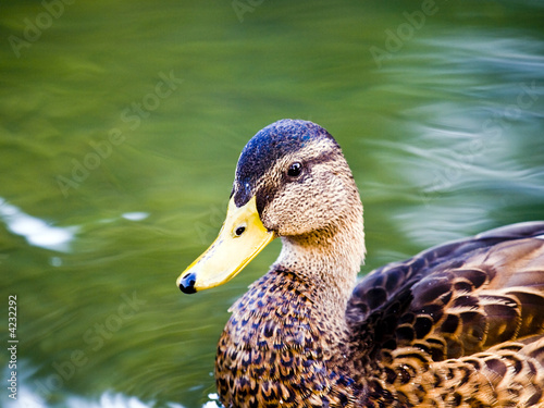 Duck - close up