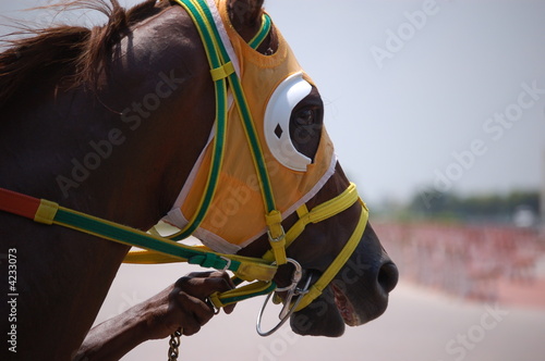 Portrait of a Race Horse