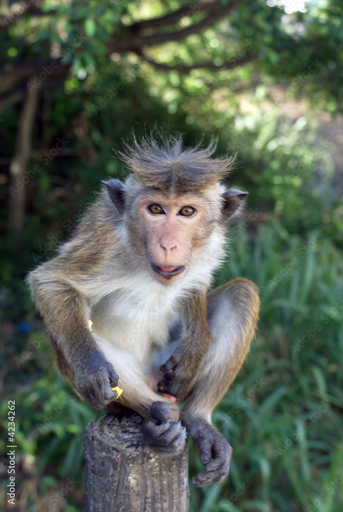 Wild monkey Wild monkey