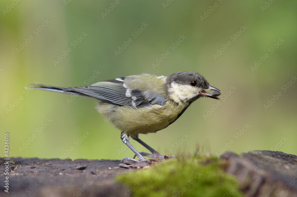 Obraz premium coal tit