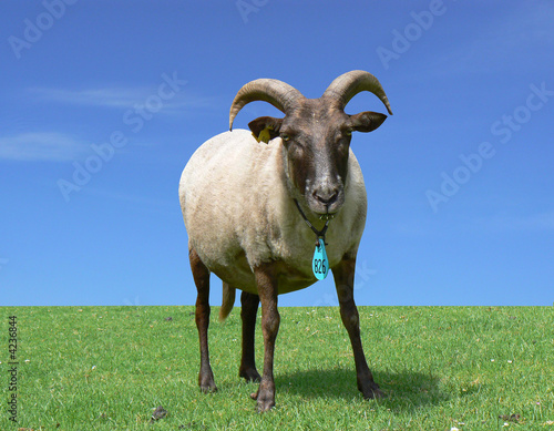 American Blackbelly sheep  photo