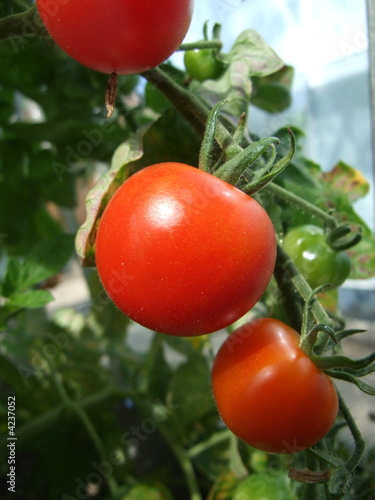 Red tomato 