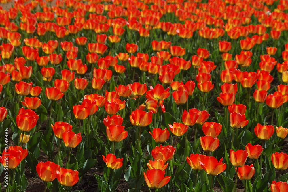 Tulips 009