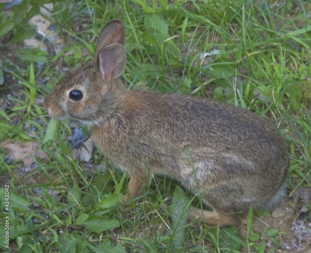 Fototapeta premium cottontail rabbit