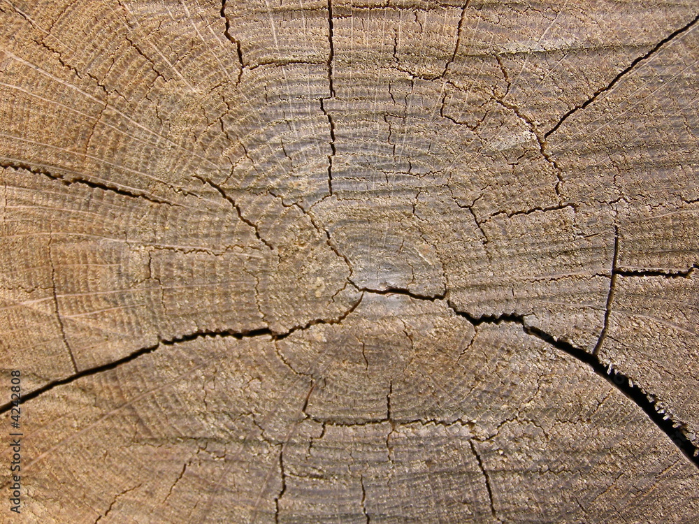 Fototapeta premium Texture Bois