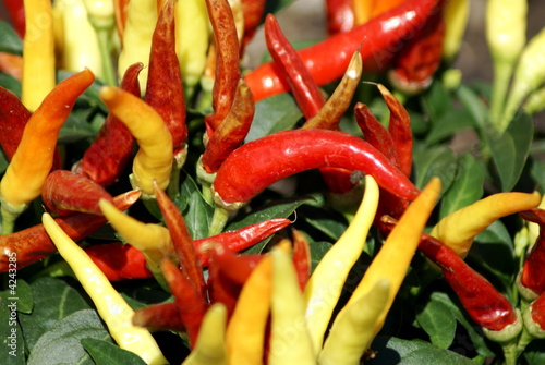 ornamental peppers