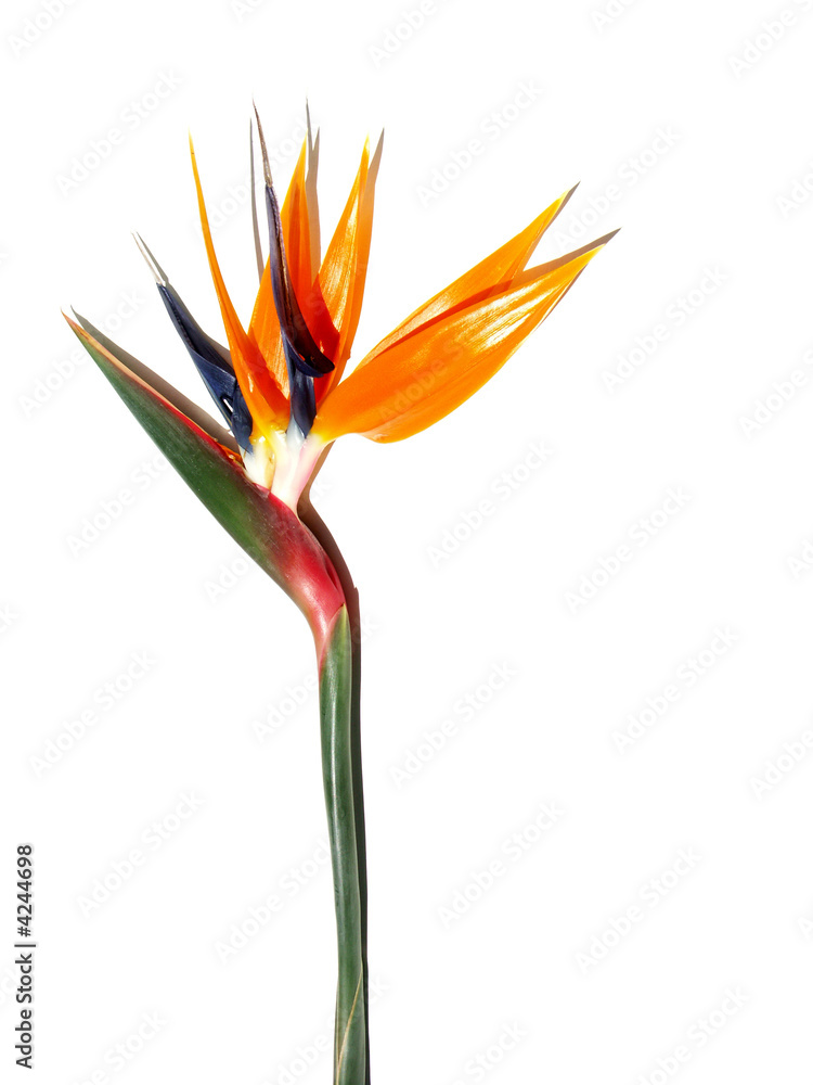 Obraz premium oiseau à crête double