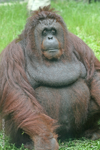 Orangutan