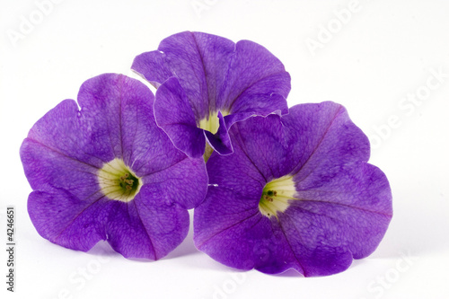 Petunias