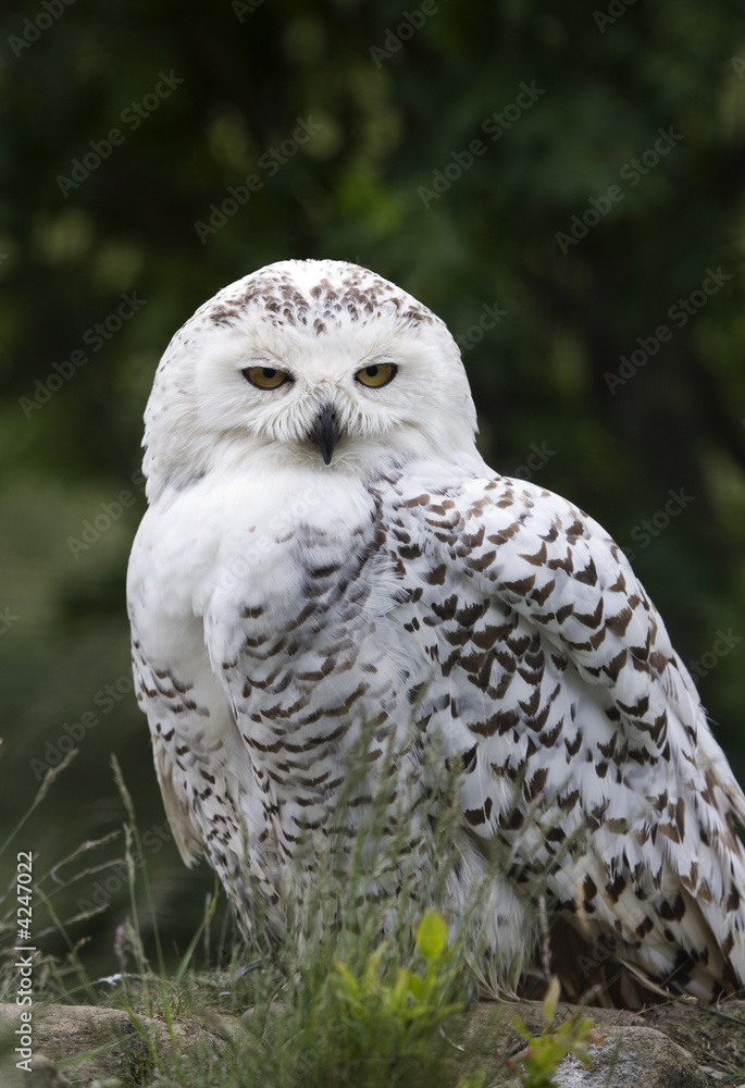 Obraz premium Snowy Owl