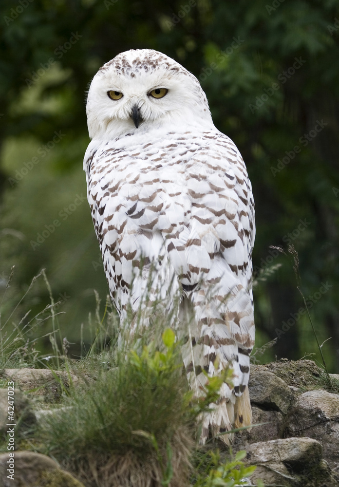 Fototapeta premium Snowy Owl
