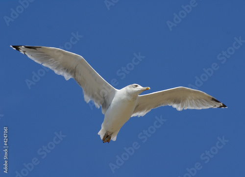 The seagull flying in the blue sky
