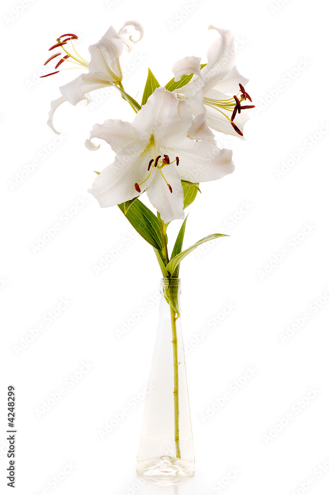 Obraz premium white madonna lily in glass isolated on white