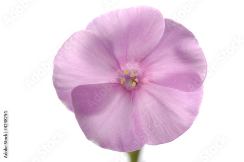 single floweret of pink phlox