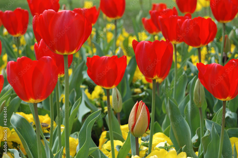 Fototapeta premium Tulips