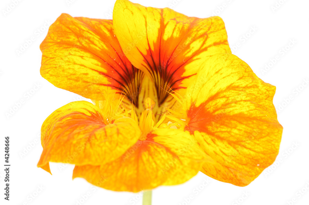 flower of nasturtium