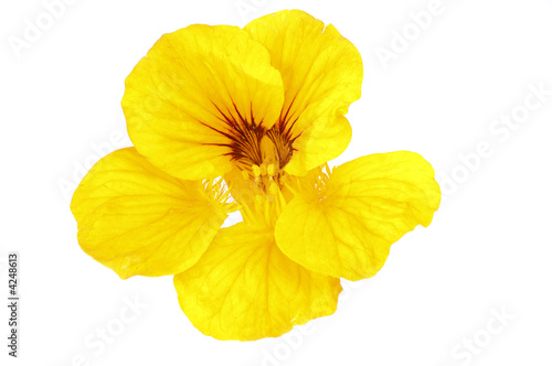 yellow nasturtium