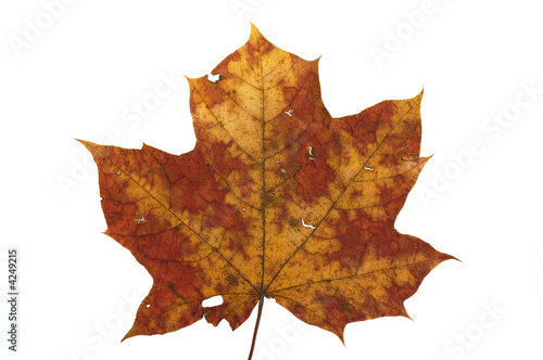 leaf of maple