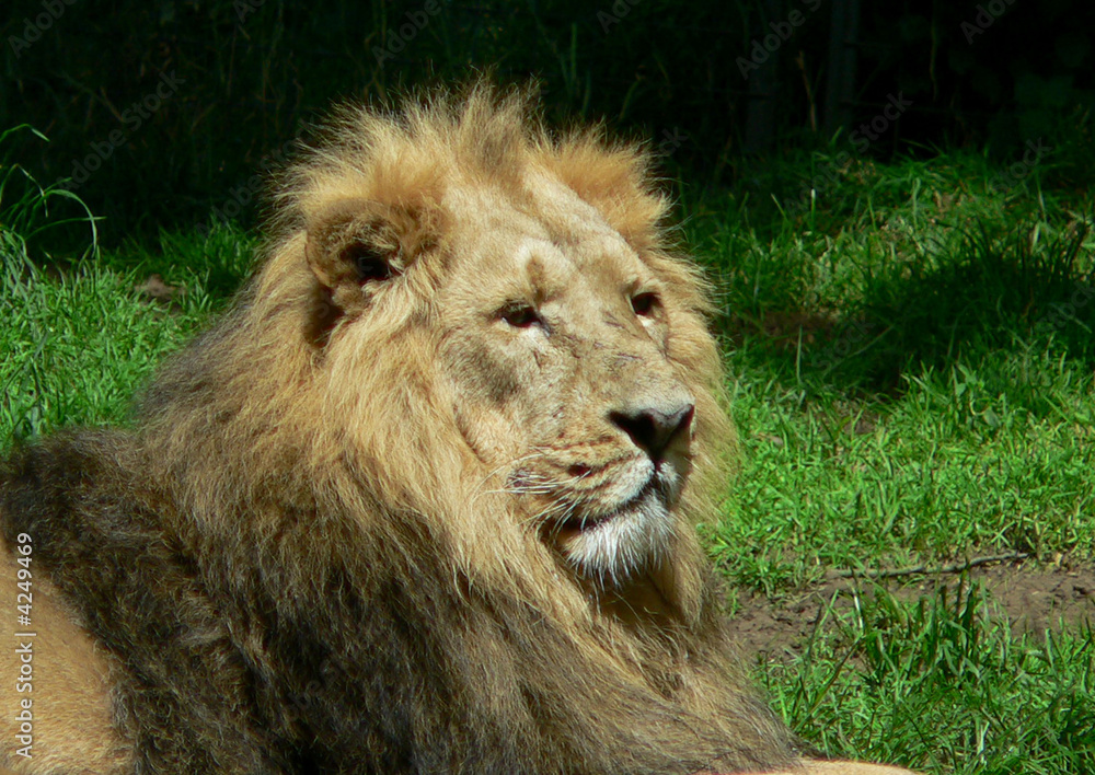 Lion Lion