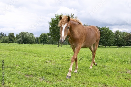 horse