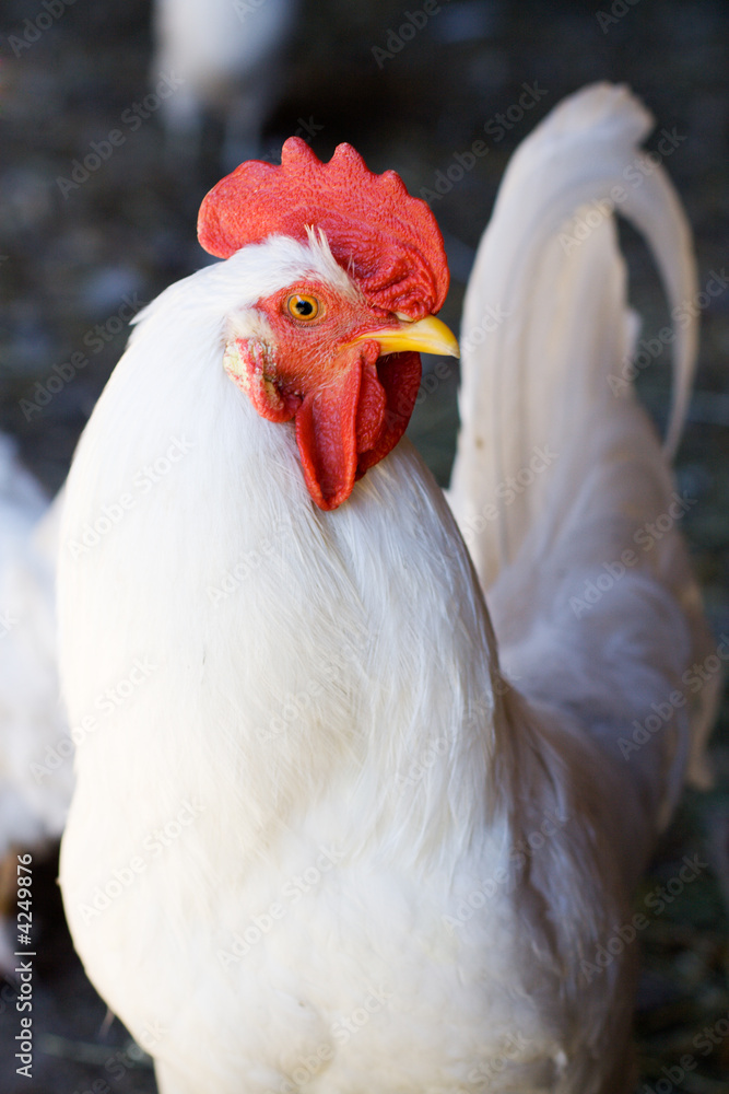Portrait of white Rooster
