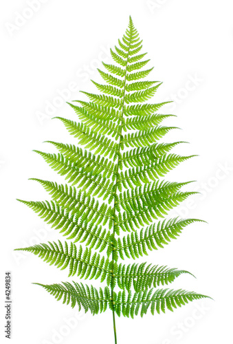 Leaf of a fern on a white