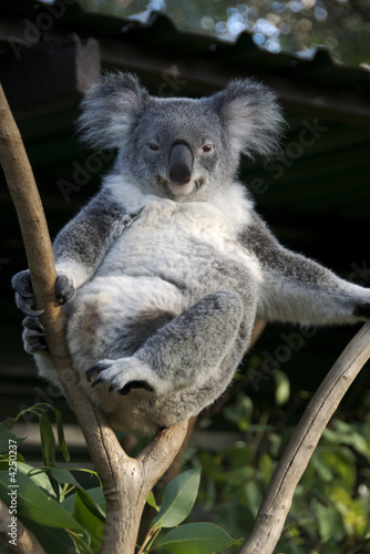 Photography Koala