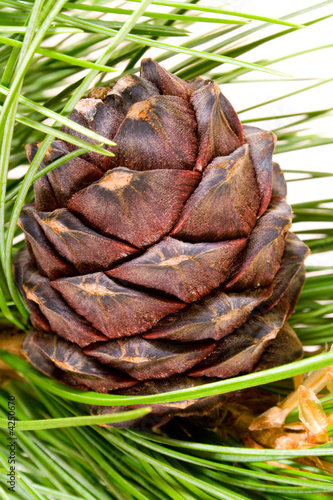 siberian cedar branch with ripe cone