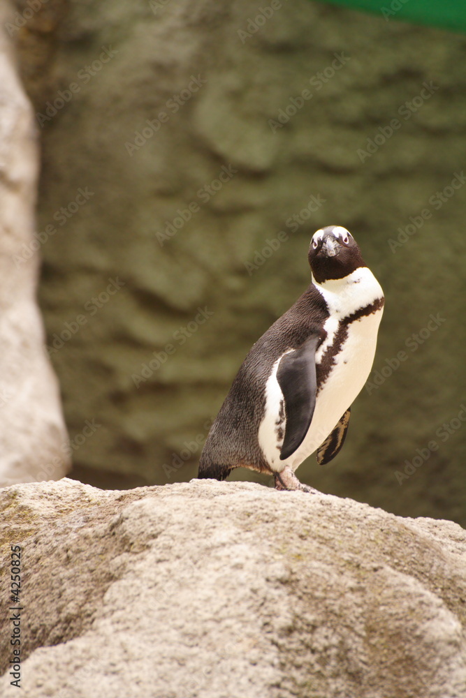 Obraz premium penguin