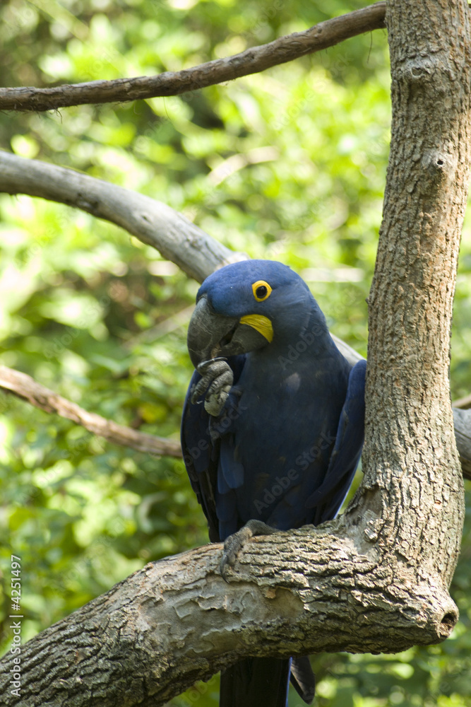 Obraz premium blue macaw