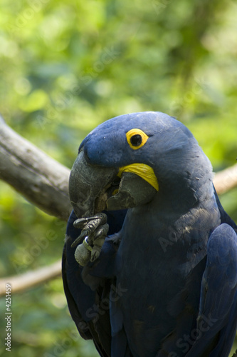 blue macaw