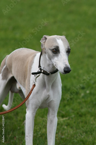 whippet