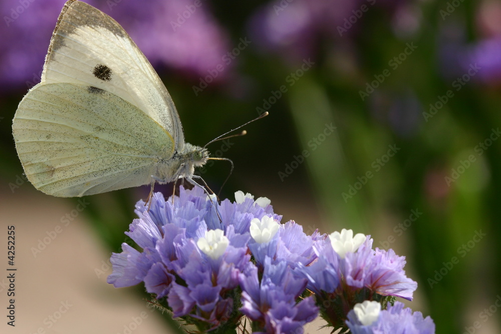 Fototapeta premium Papillon , piéride du chou