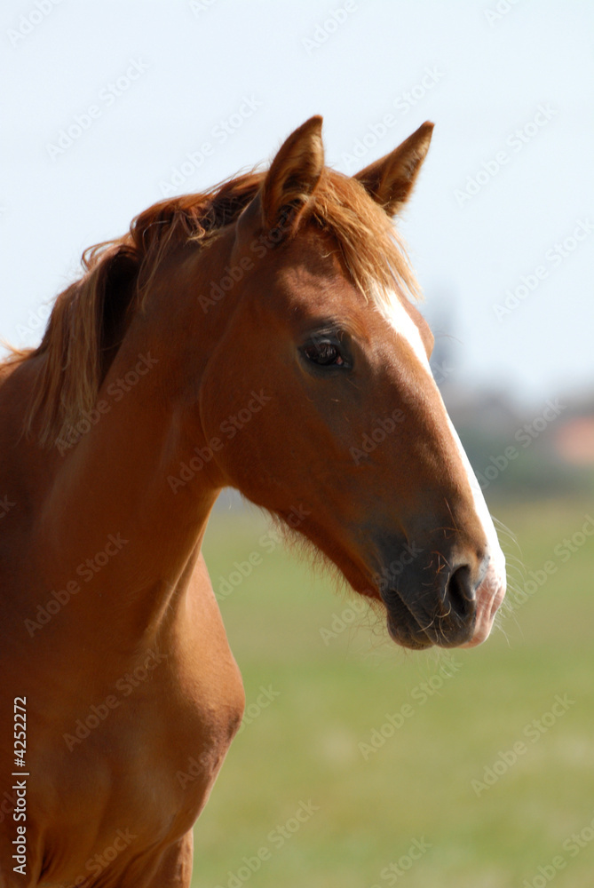 yearling dans une prairie