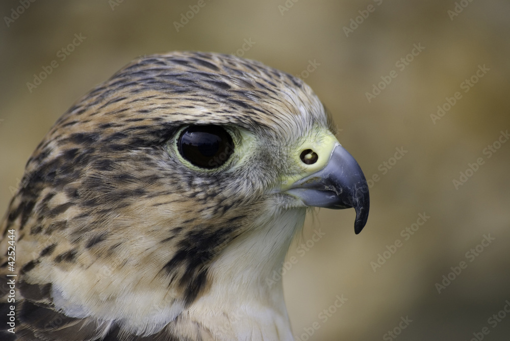 peregrine falcon