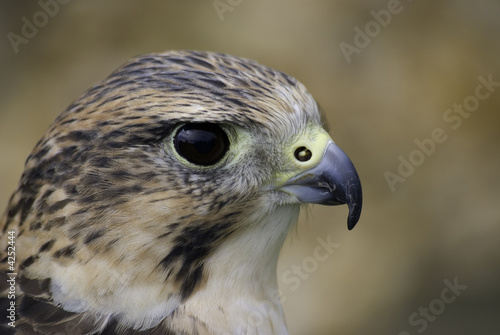 peregrine falcon