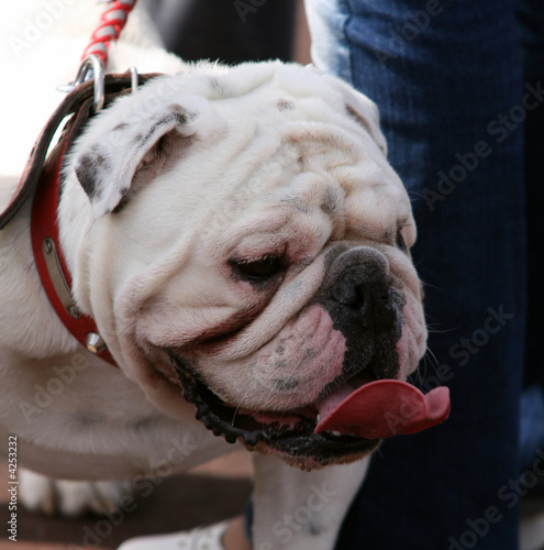 Bulldog photo