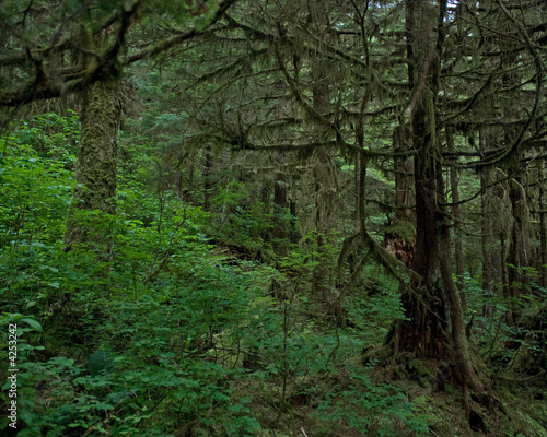 Alaska Rainforest Sanctuary