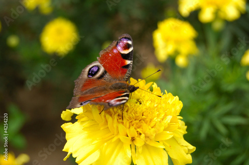 Buttrefly and flower serie 5