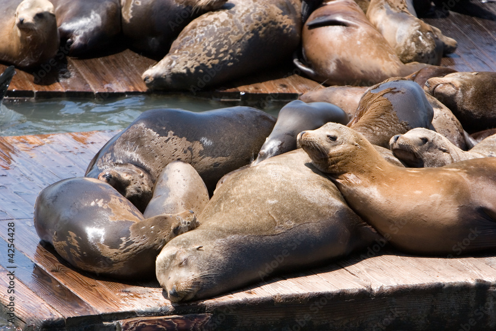 Fototapeta premium Sea lions launching
